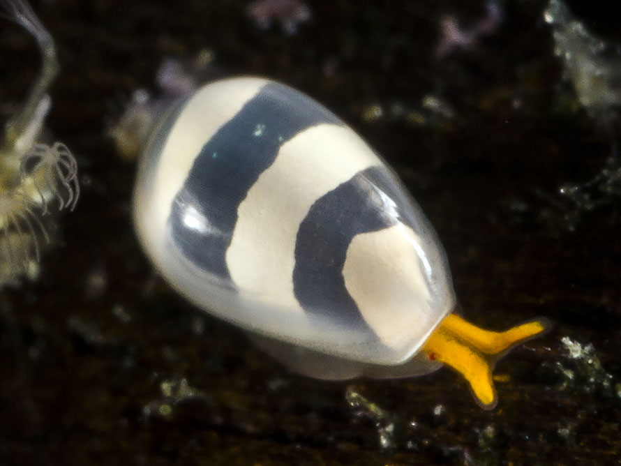 Cystiscus sp. A